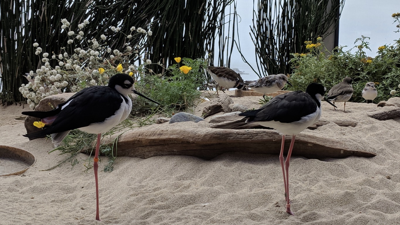 birds standing in the sand at Monterey Acquarium